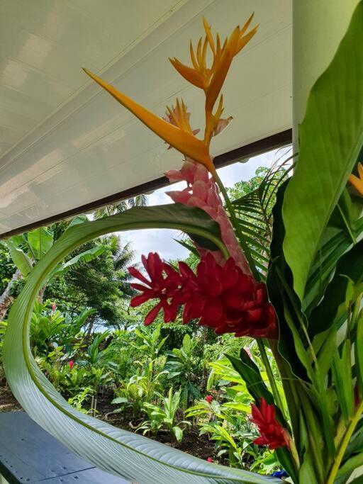 Raiatea, Opoa, Studio Du Fare Reve, Acces Mer Privatif Eksteriør bilde